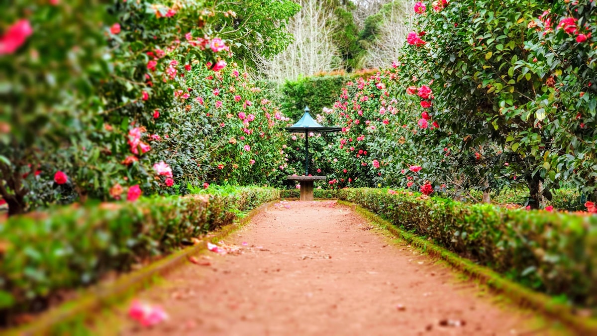 taman rumah gaya jepang